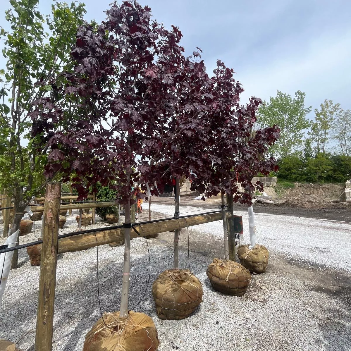 ’Crimson King ’ Norway Maple – Acer platanoides – 2.5 ” Caliper Ball & Burlap Tree