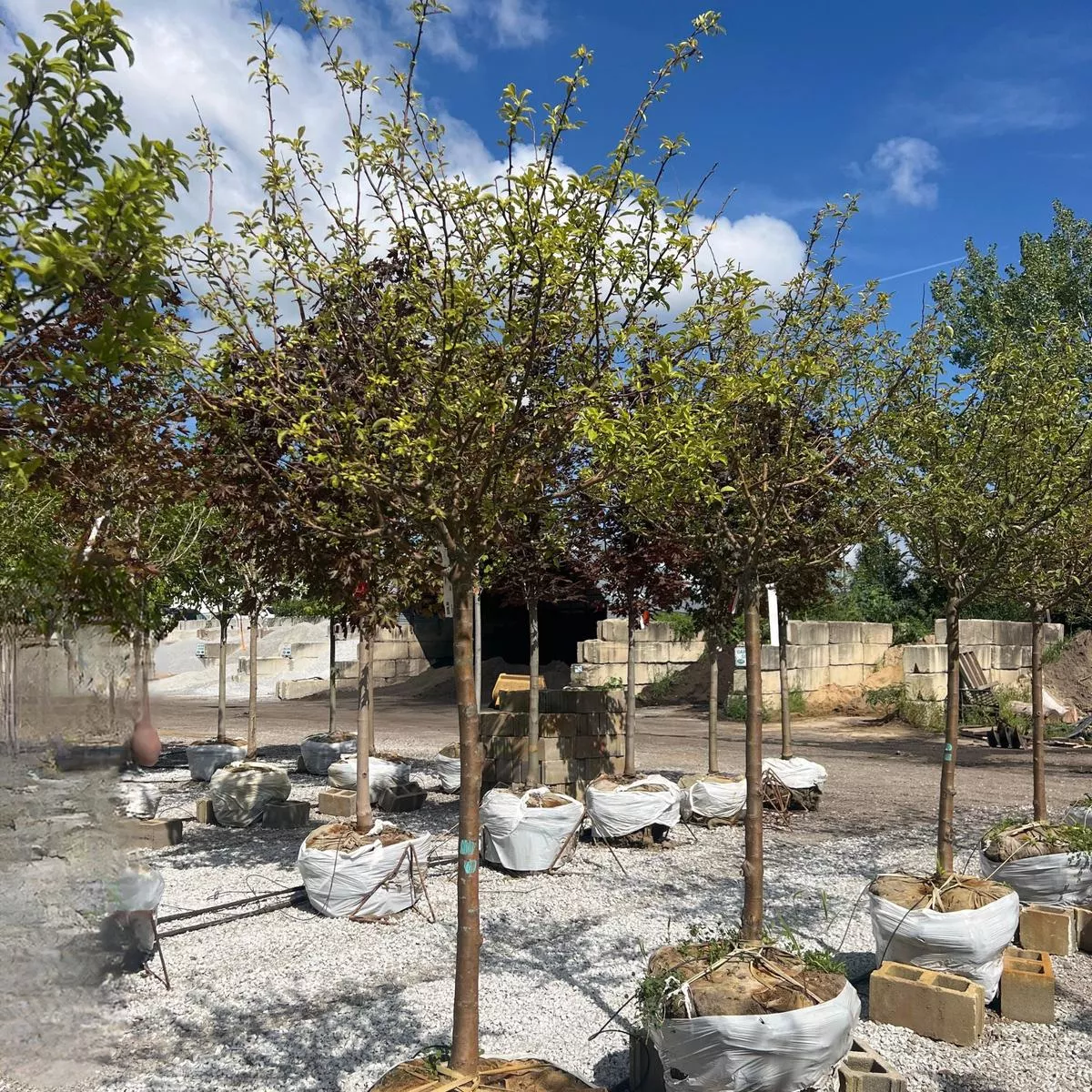 ’Firebird ’ Crabapple – Malus sargentii – 2 ” Caliper Ball & Burlap Tree