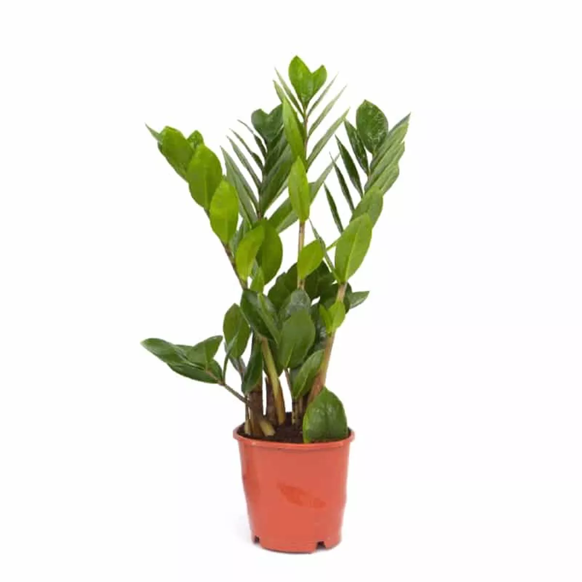 Zamioculcas zamiifolia in Pot 11cm