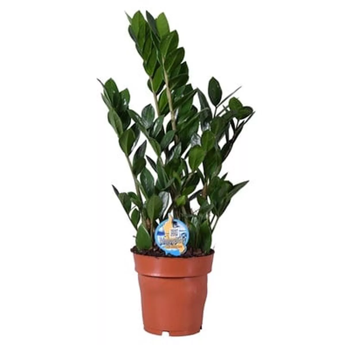 Zamioculcas Zamiifolia In Pot 17cm