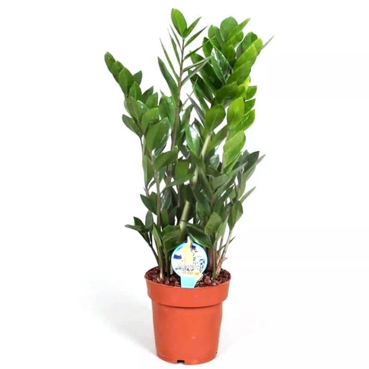 Zamioculcas zamiifolia in Pot 24cm