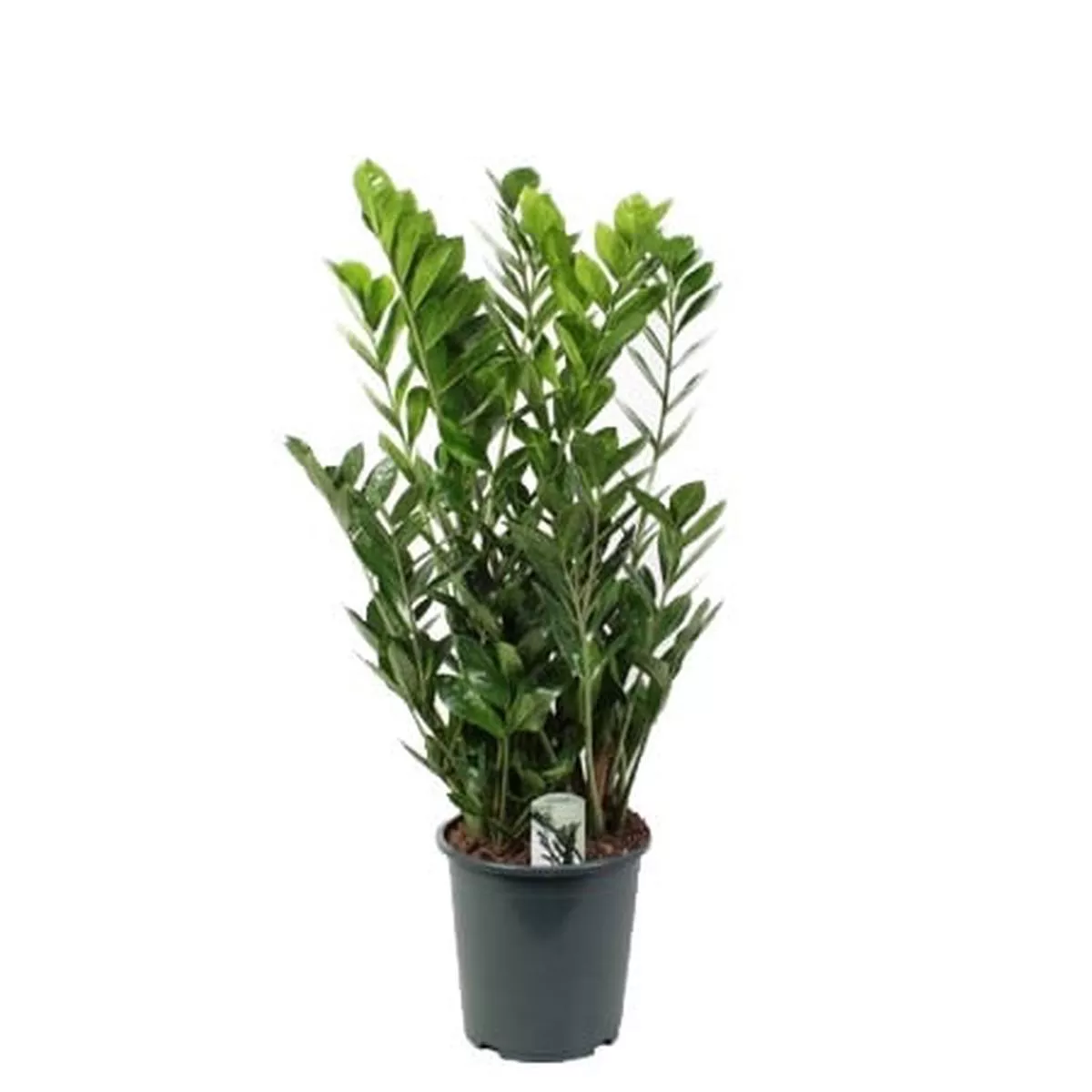 Zamioculcas Zamiifolia in Pot 27cm